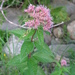 Coastal Plain Joe-Pye Weed - Photo (c) Sean Blaney, some rights reserved (CC BY-NC), uploaded by Sean Blaney