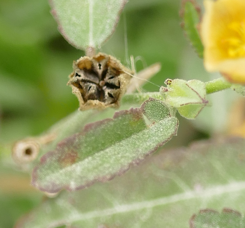 Sida spinosa