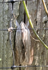 Cucullia umbratica