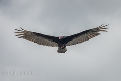Cathartes aura