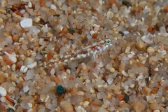 Gobius roulei