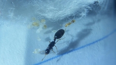 Solenopsis truncorum