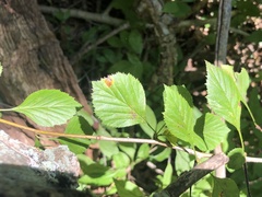 Crataegus compacta