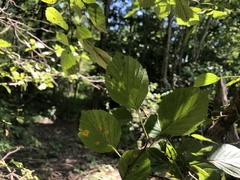 Crataegus compacta