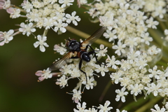 Leucostomatini