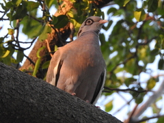 Patagioenas corensis