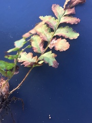 Dryopteris filix-mas