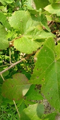 Vitis berlandieri