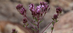 Stevia viscida