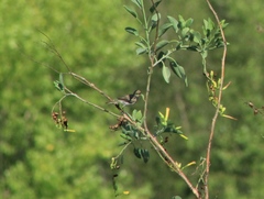 Auriparus flaviceps