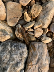 Faxonius punctimanus