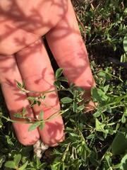 Crotalaria excisa excisa