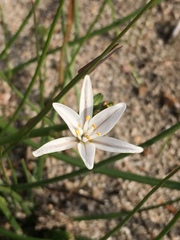 Trachyandra filiformis