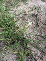 Trachyandra filiformis