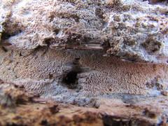 Hyphodontia arguta