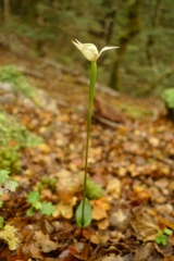 Adenochilus gracilis