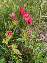 Potentilla nepalensis