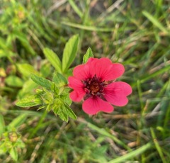 Potentilla nepalensis