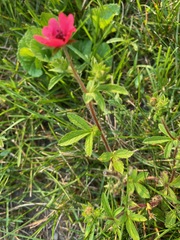 Potentilla nepalensis