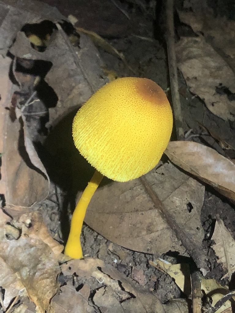 Leucocoprinus brunneoluteus · October 2019 · photo: © blazeclaw (iNaturalist, cc-by)