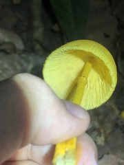 Leucocoprinus brunneoluteus