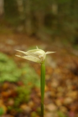 Adenochilus gracilis