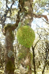 Leptostomum inclinans