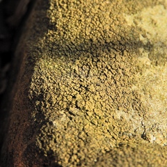 Willeya diffractella