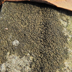 Willeya diffractella