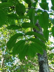 Fraxinus nigra image