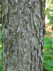 Fraxinus nigra image