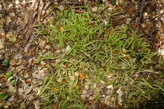 Acrocladium chlamydophyllum