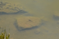 Lithobates montezumae