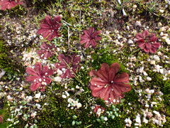 Drosera rosulata