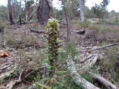Pterostylis atrosanguinea