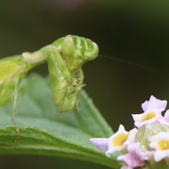 Acontista multicolor