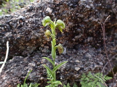 Pterostylis vittata