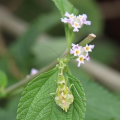 Acontista multicolor