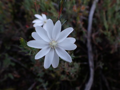 Drosera heterophylla