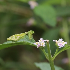 Acontista multicolor