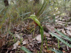 Pterostylis barbata