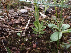 Pterostylis barbata