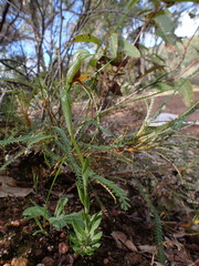 Pterostylis barbata
