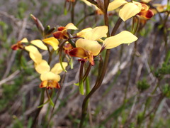 Diuris brumalis