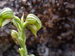 Pterostylis vittata