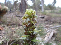 Pterostylis atrosanguinea