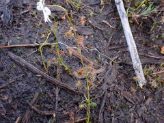 Drosera heterophylla