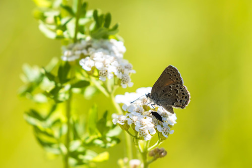 Behr's Hairstreak