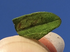 Caloptilia hypericella