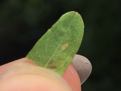 Caloptilia hypericella